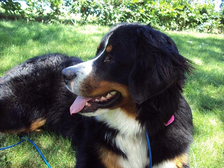 Berner sennenhund Selma billede 16