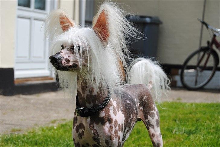 Chinese crested hårløs Vincent  billede 1