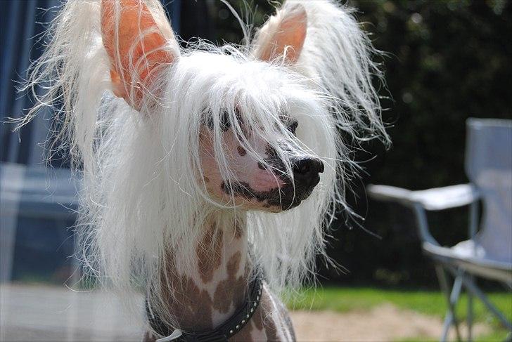 Chinese crested hårløs Vincent  billede 2