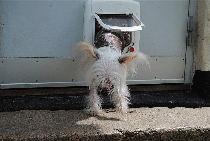 Chinese crested hårløs Vincent  - Jeg napper lige kattelemmen. billede 3