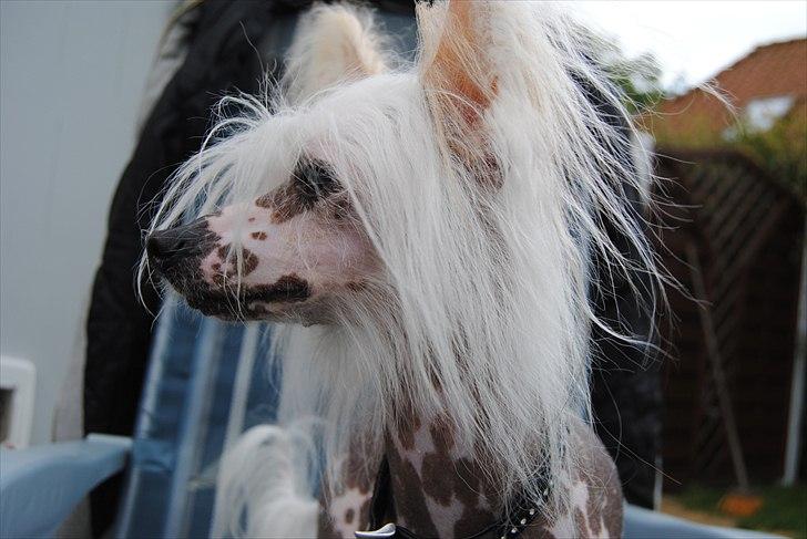 Chinese crested hårløs Vincent  billede 5