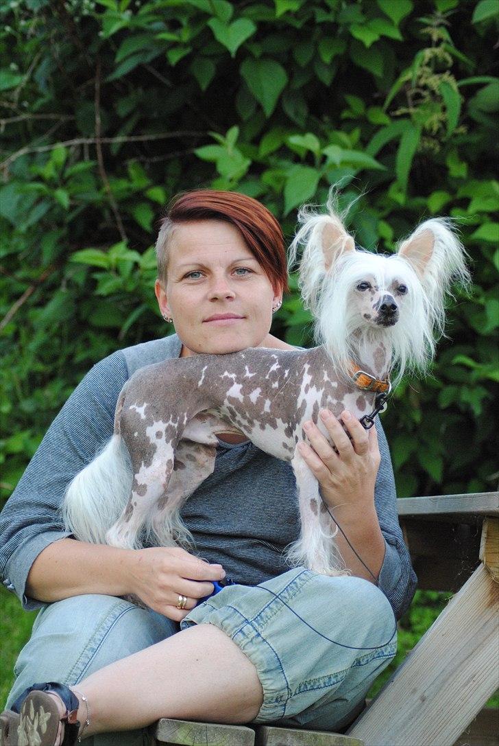 Chinese crested hårløs Vincent  billede 6