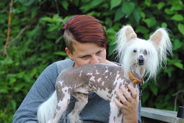 Chinese crested hårløs Vincent  - Kys fra mig til dig. billede 7