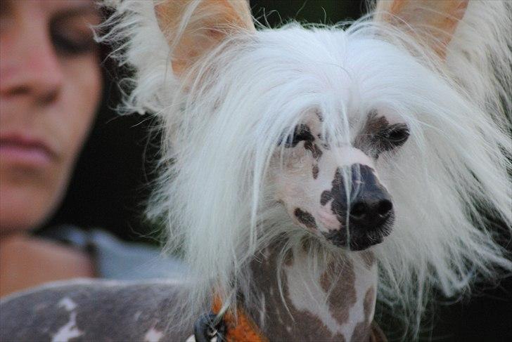 Chinese crested hårløs Vincent  billede 8