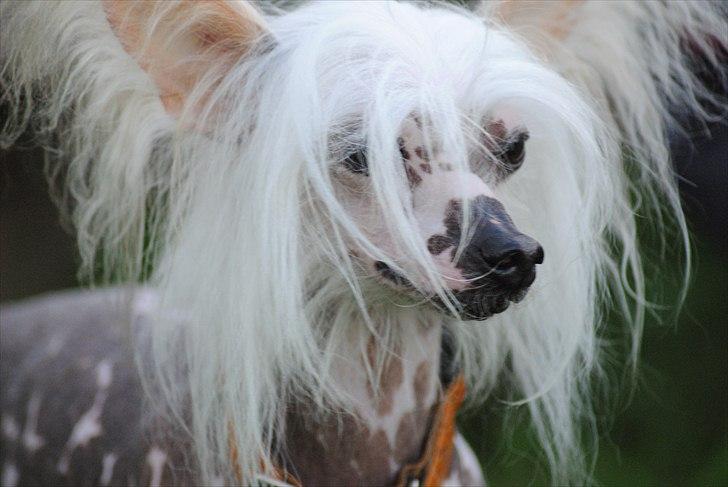 Chinese crested hårløs Vincent  - charme, selvtillid og lækkert hår. billede 9