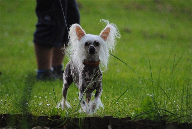 Chinese crested hårløs Vincent  billede 10