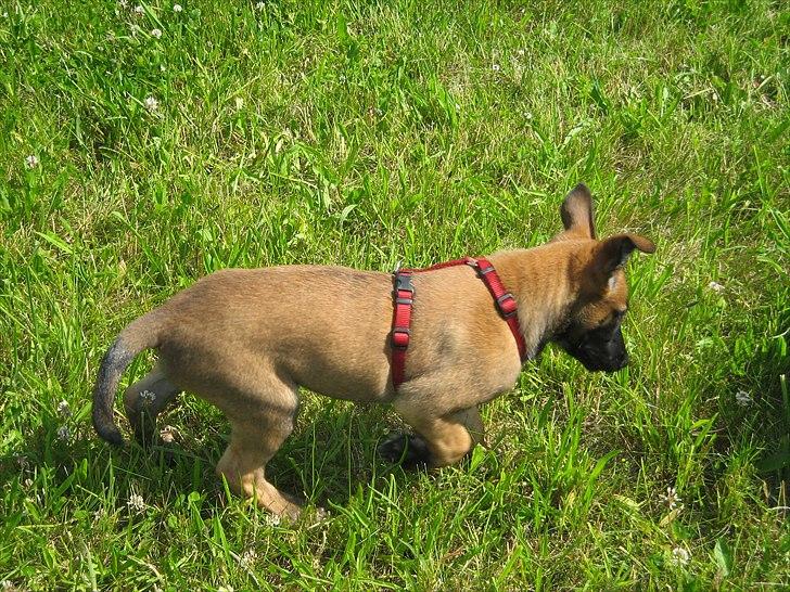 Malinois Daneskjold Asti billede 5