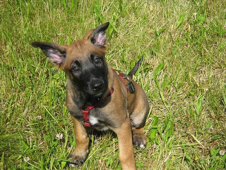 Malinois Daneskjold Asti - 10 uger gammel billede 6