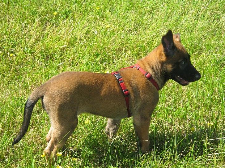 Malinois Daneskjold Asti billede 8