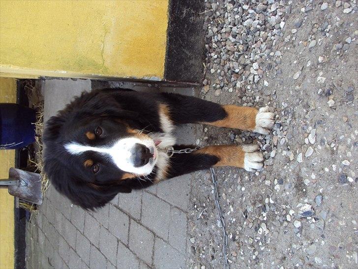 Berner sennenhund Selma billede 17