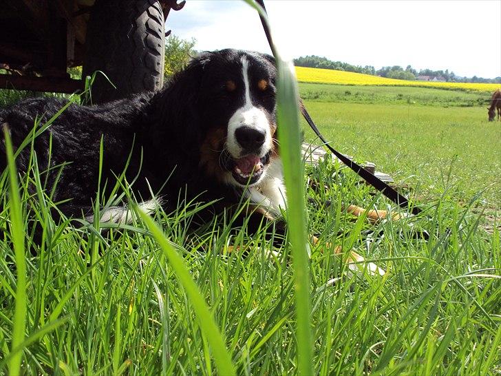 Berner sennenhund Selma billede 18