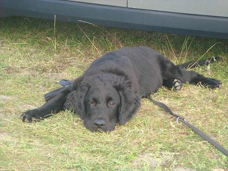 Hovawart Samson <3 billede 3