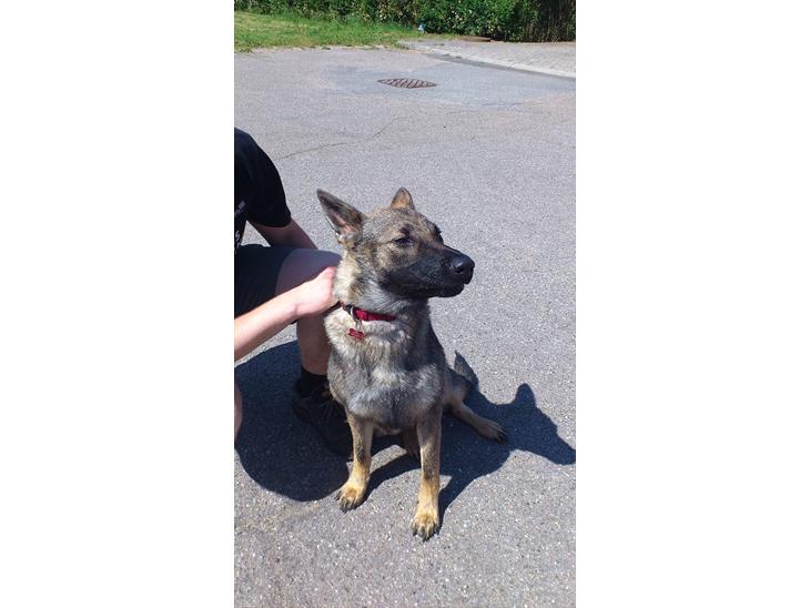 Schæferhund Enya - Velkommen til MIN Vovses Profil billede 1