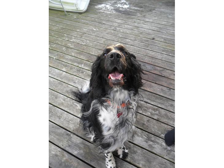 Engelsk springer spaniel Rollo  billede 1