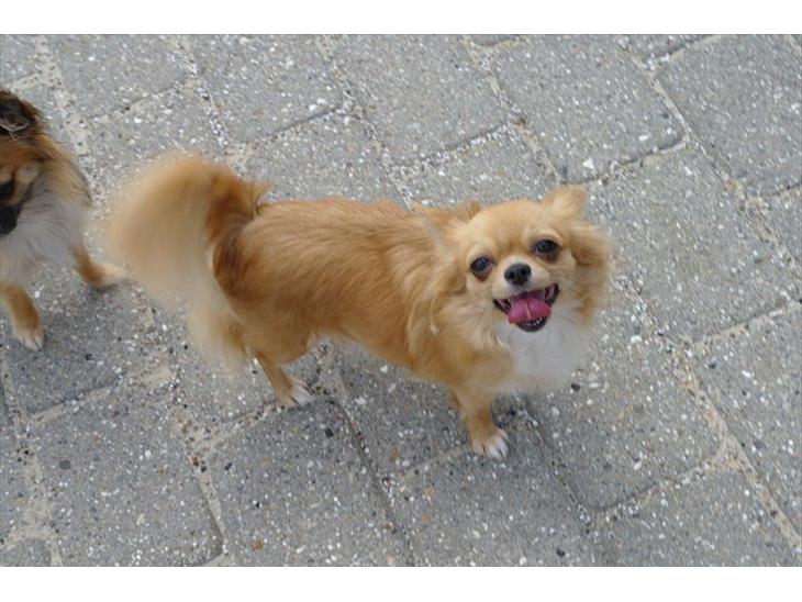 Chihuahua kiki billede 1