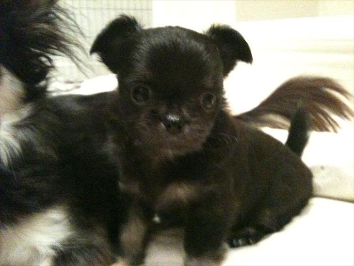 {{currentPhoto.altText}} billede {{currentPhoto.number}}