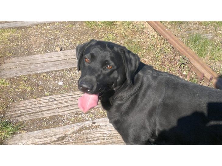 {{currentPhoto.altText}} billede {{currentPhoto.number}}