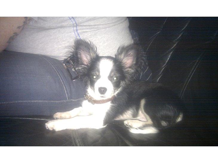 Chihuahua Piro billede 1