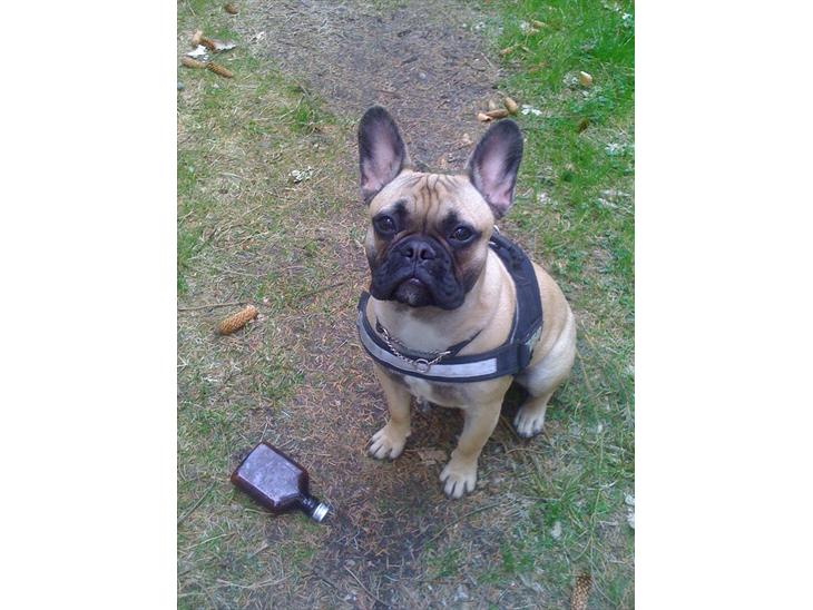 {{currentPhoto.altText}} billede {{currentPhoto.number}}