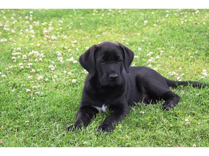 Broholmer Luka - 2011 - Snart 9 uger ... 9 kilo