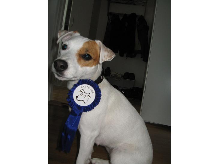 Jack russell terrier Hoba's Zandy af Lurifox billede 1