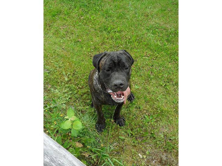 {{currentPhoto.altText}} billede {{currentPhoto.number}}