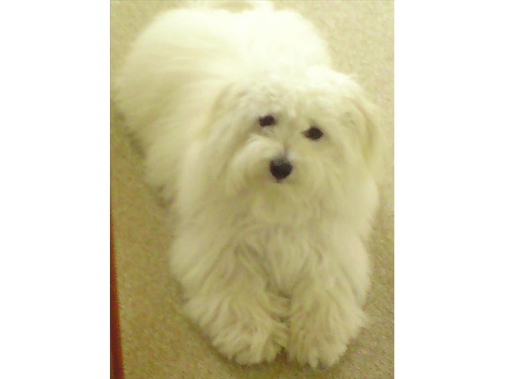 {{currentPhoto.altText}} billede {{currentPhoto.number}}