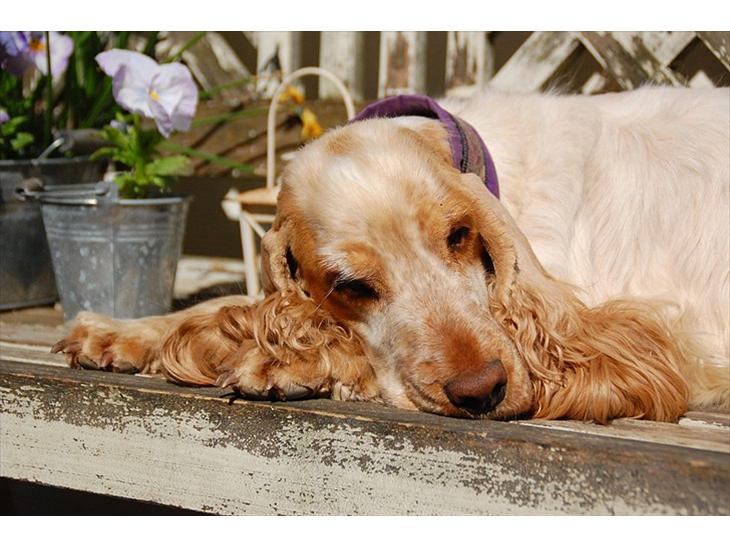 Cocker spaniel Magic Mace Hot Fudge billede 1