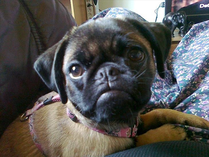 {{currentPhoto.altText}} billede {{currentPhoto.number}}