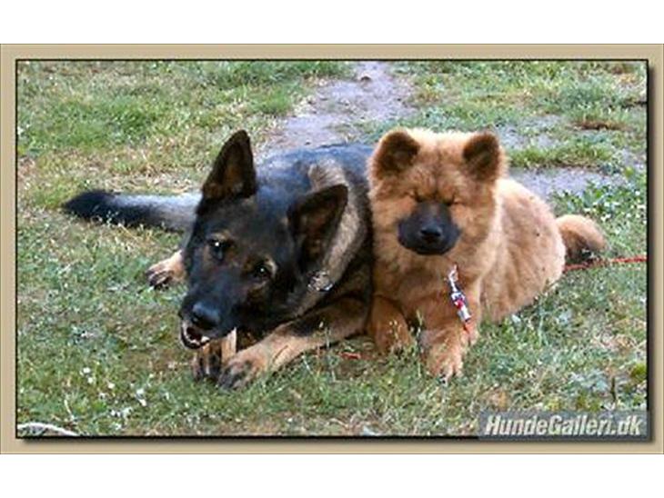 Schæferhund Vito R.I.P vild i fred. billede 1
