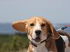 Beagle Kia