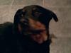 Rottweiler Boddy