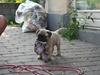 Bullmastiff Edda