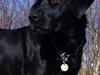 Labrador retriever Bella [ Himmelhund]
