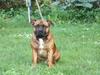 Staffordshire bull terrier Shady