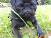 Mops Cloe
