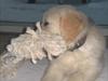 Golden retriever Bella