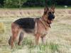 Schæferhund Team Sufra Fanti <3 [ Himmelhund]