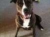 Amerikansk staffordshire terrier Chilli [ Himmelhund]