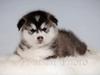 Alaskan malamute Zola