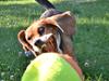 Blanding af racer Bailey    Beagle/Basset