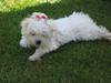 Malteser Silke