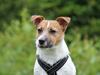 Jack russell terrier Carlos