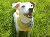 Jack russell terrier freja* (frezer)