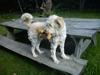Blanding af racer *bamse*