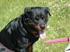 Rottweiler Dina [ Himmelhund]