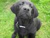 Labrador retriever Tivo