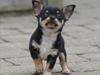 Chihuahua Sylvester