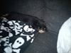 Blanding af racer Dario R.I.P [ Himmelhund]