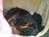 Dvaergpinscher Ingolf:D Søsters<3